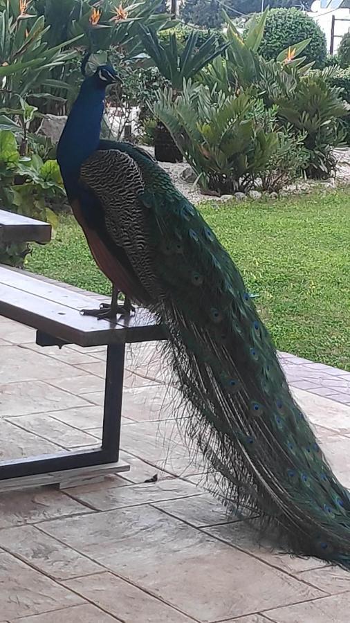 Aggelos Garden View Faliraki Bagian luar foto